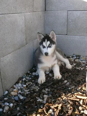 Sibiřský Husky bez PP