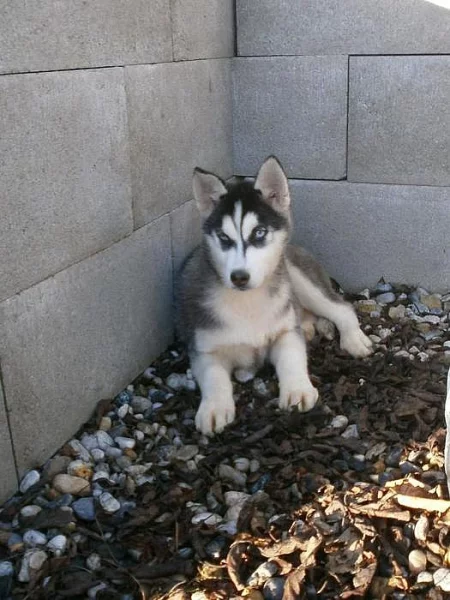 Sibiřský Husky bez PP