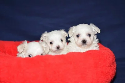 Maltézský psík - maltézáček