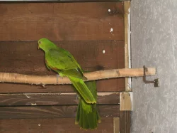Papoušek červenokřídlý