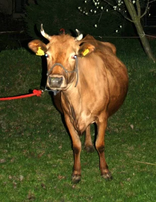 Kříženka Yersey na prodej