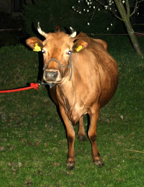 Kříženka Yersey na prodej