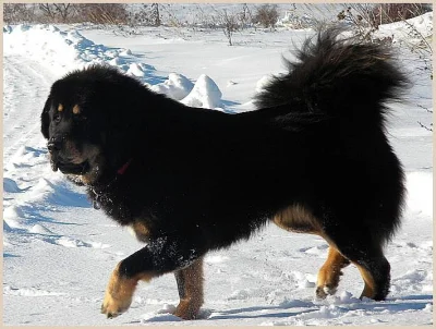 Tibetská doga - štěňátka
