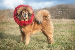 Tibetská doga - štěňátka