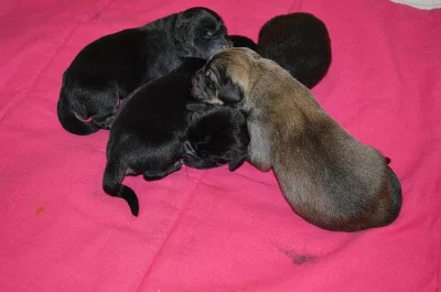 Tibetská doga - štěňátka