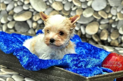 Golddust jorkšírský teriér s PP