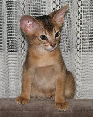 Prodám tři divoce zbarvené habešské kočičky s PP.