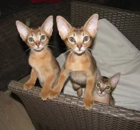 Prodám tři divoce zbarvené habešské kočičky s PP.