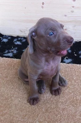 Výmarský ohař krátkosrstý s PP