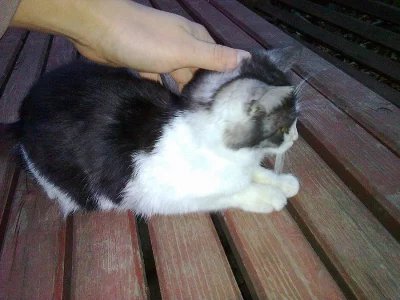 Daruji koťata - 2 kocourci