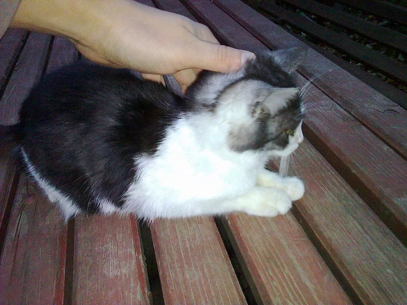 Daruji koťata - 2 kocourci