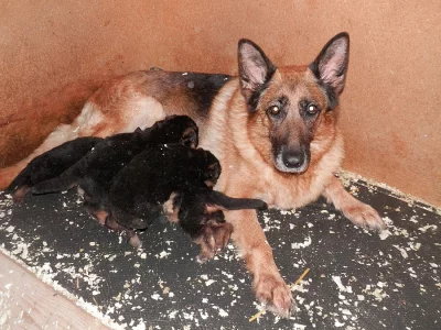 štěňátka Něm. ovčáků s P.P. Odběr 15.2!