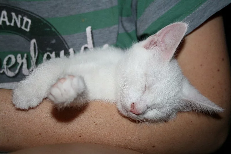 Turecká Angora s Evropankou