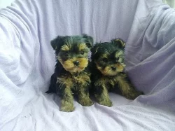 Jorkšírský teriér