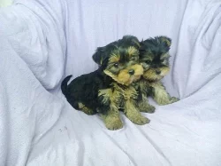 Jorkšírský teriér