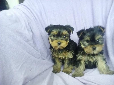 Jorkšírský teriér