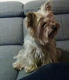 Jorkšírský teriér