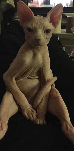 Canadský Sphynx