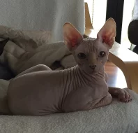 Canadský Sphynx