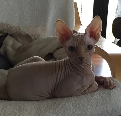Canadský Sphynx