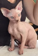Canadský Sphynx