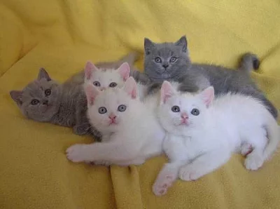 Prodáme britská koťátka
