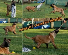 Belgický ovčák malinois s PP - odběr ihned