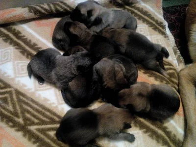 Prodám štěňata Belgického Ovčáka MALINOIS s PP