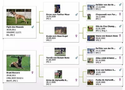 Prodám štěňata Belgického Ovčáka MALINOIS s PP