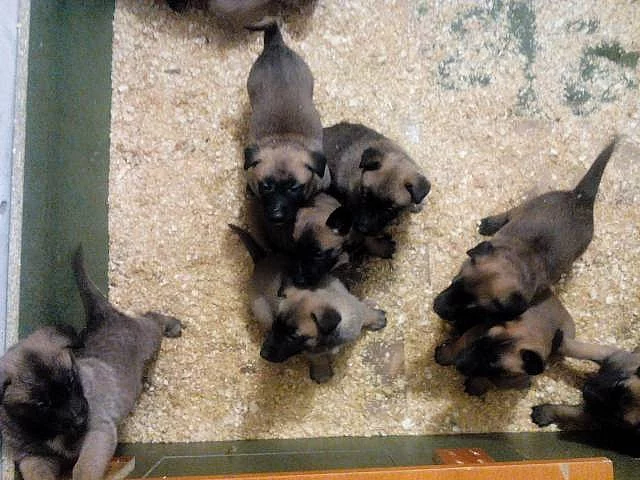 Prodám štěňata Belgického Ovčáka MALINOIS s PP