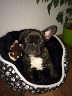 Nabízím štěňata francz. buldočka