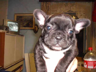 Nabízím štěňata francz. buldočka