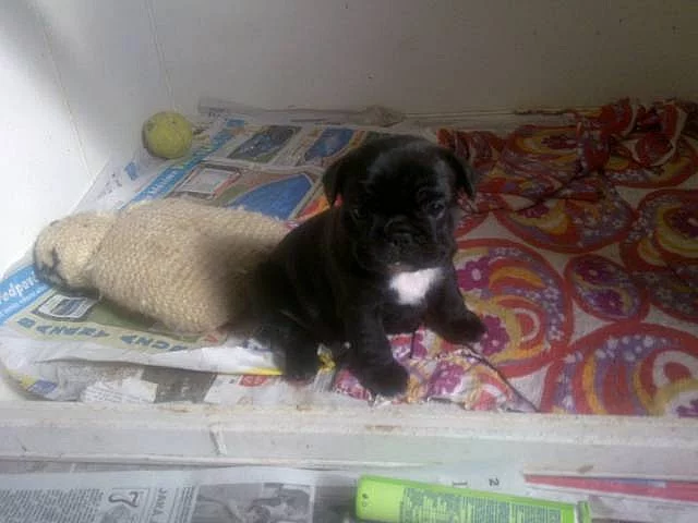 Nabízím štěňata francz. buldočka