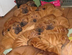 Šarpej - prodám štěňátka s PP