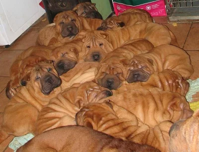 Šarpej - prodám štěňátka s PP