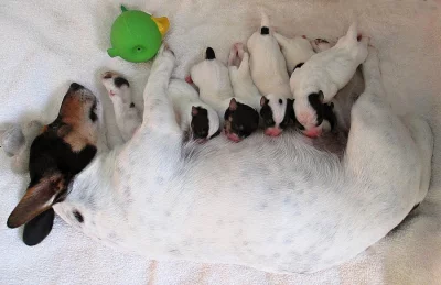 Prodám štěňata Jack Russell teriéra