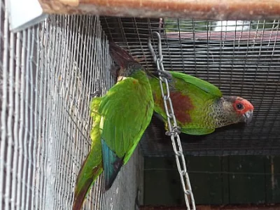 Pyrura Picta Roseifrons