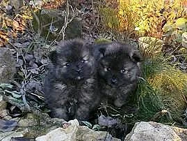 Německý špic s PP