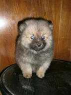 Německý špic s PP