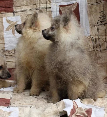 Německý špic s PP