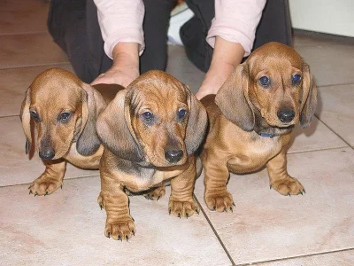 Jezevčík hladkosrstý standard