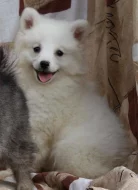 Německý špic malý a střední s PP