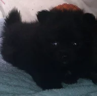 Německý špic malý a střední s PP