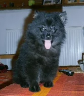 Německý špic malý a střední s PP