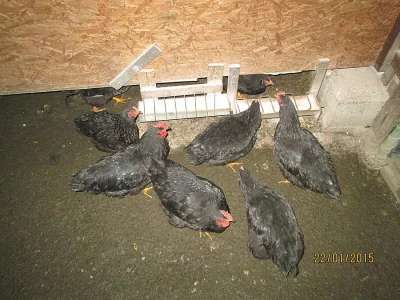 Plymutka černá-kohout