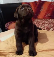 Labradorský retrívr - štěňata