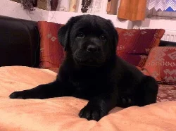 Labradorský retrívr - štěňata