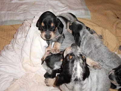 Prodám štěně - malý modrý gaskoňský honič