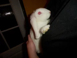 rexovitý beránek - albín s laminovaným VP