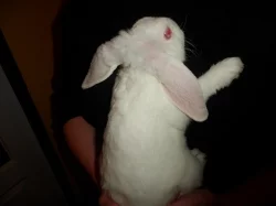 rexovitý beránek - albín s laminovaným VP